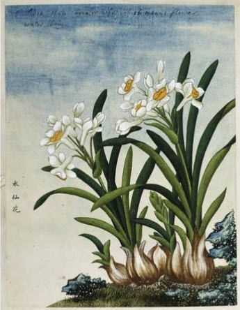 Early 19th-Century Chinese Watercolor of Daffodils